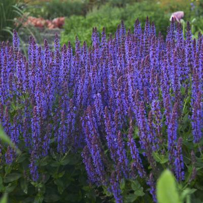 Salvia n. 'Violet Riot' #1