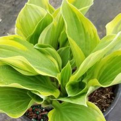 Hosta 'Tambourine' #1