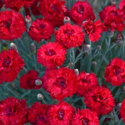 Dianthus x 'Fruit Punch Maraschino' #1