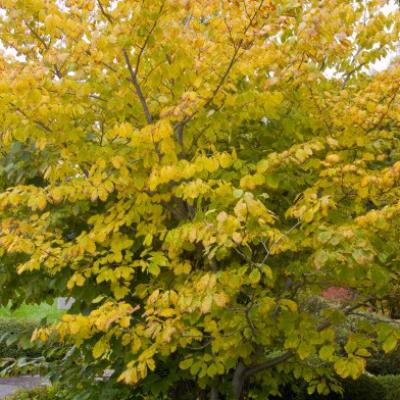 Hamamelis virginiana #7