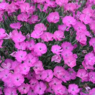Dianthus x 'Paint the Town Fuchsia' #1