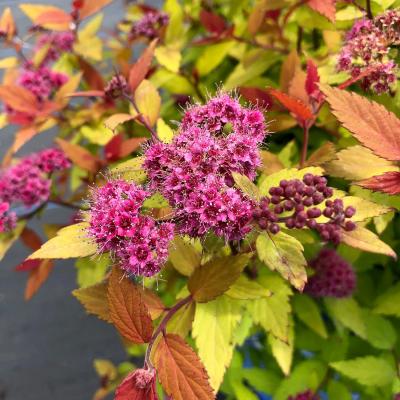 Spiraea j. 'Rainbow Fizz' #3