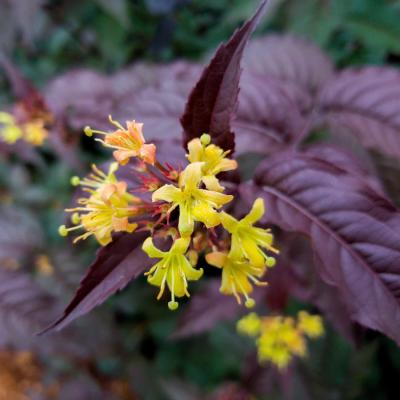 Diervilla splendens 'Firefly Nightglow' #3