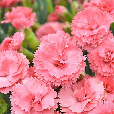 Dianthus x 'Fruit Punch Classic Coral' #1
