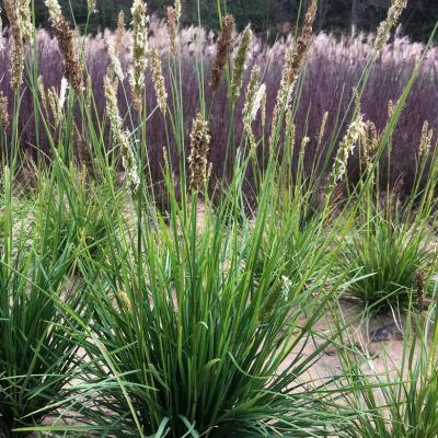 Sesleria autumnalis #1