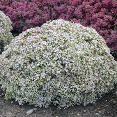 Sedum x 'Bundle of Joy' #1