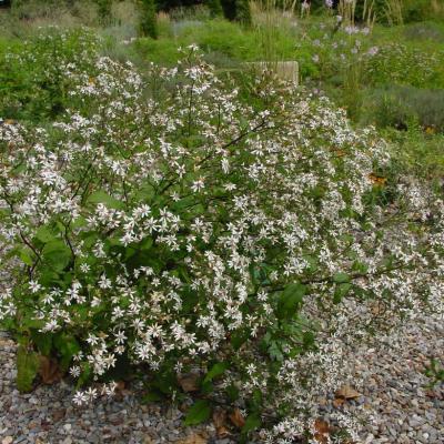 Aster divaricatus 'Eastern Star' #1