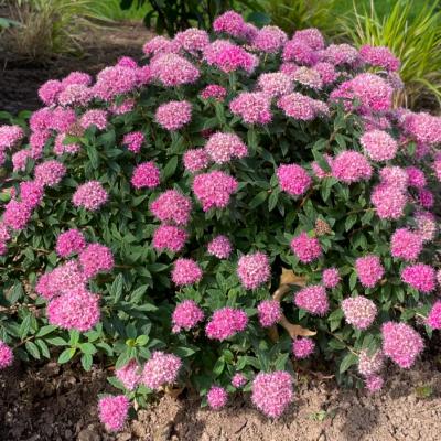 Spiraea j. 'Poprocks Petite' #3