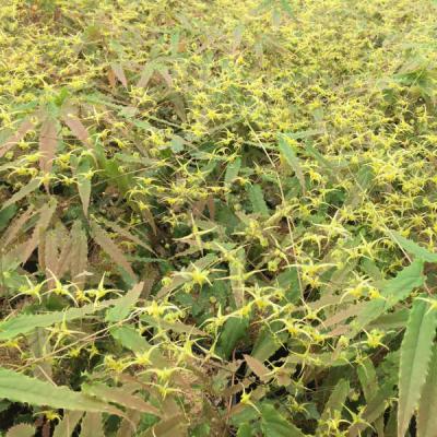 Epimedium ssp. nova 'Spine Tingler' #1