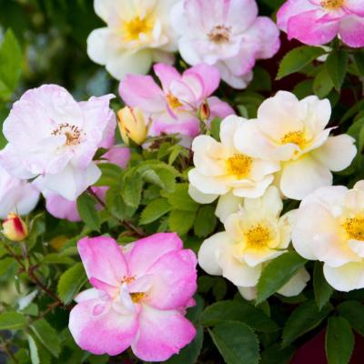 Rosa 'Peach Lemonade' #3