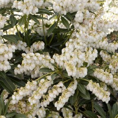 Pieris jap. 'Purity' #3