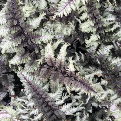 Athyrium niponicum 'Crested Surf' #1
