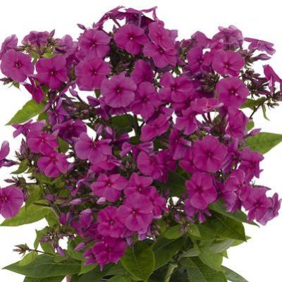 Phlox p. 'Volcano Plum' #1