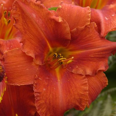 Hemerocallis 'Alabama Jubilee' #1