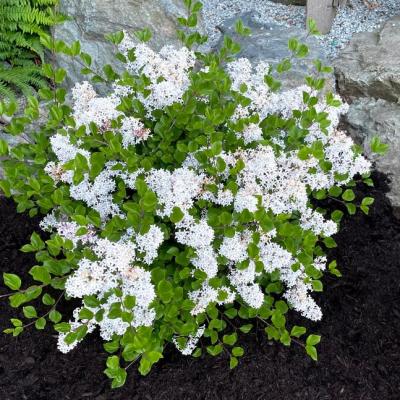 Syringa m. 'Pearl Potion' #3