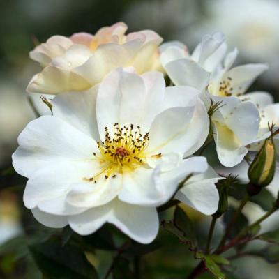 Rosa 'Oscar Peterson' #2