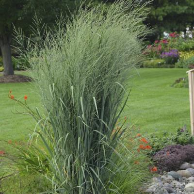 Panicum v. 'Totem Pole' #2
