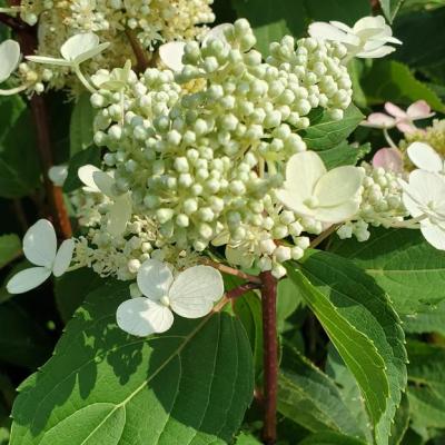 Hydrangea p. 'Torch' #3