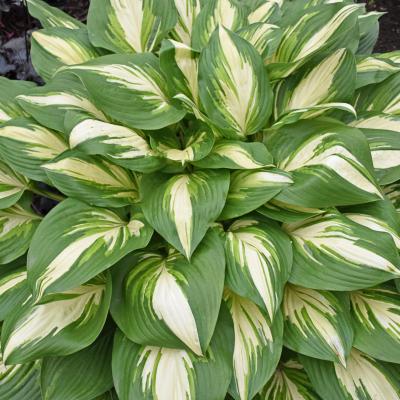 Hosta 'Miss America' #1