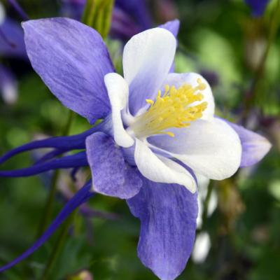 Aquilegia 'Earlybird Blue White' #1