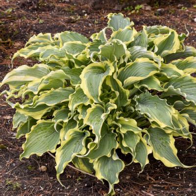 Hosta 'Voices In The Wind' #1