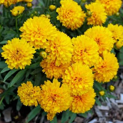 Coreopsis g. 'Golden Sphere' 8"