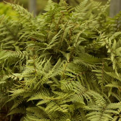 Athyrium niponicum x 'Ghost' #1