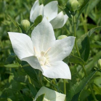 Platycodon g. 'Astra White' #1