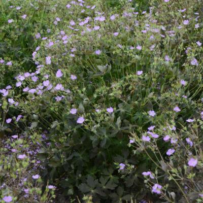 Geranium m. 'Crane Dance' #1