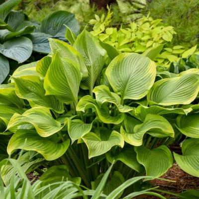 Hosta 'Lone Star' #1