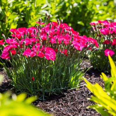 Dianthus x 'Glamour Time' 8"