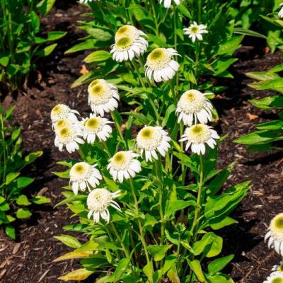 Echinacea x 'Vanilla Drip' 8"