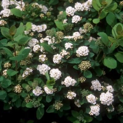 Spiraea b. 'Tor' #2