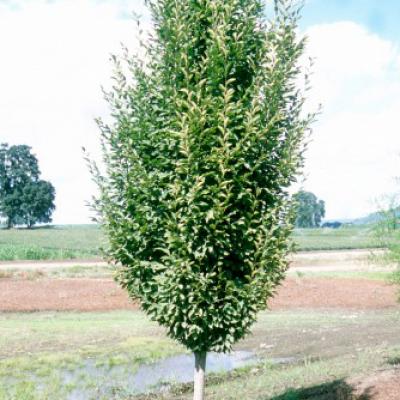 Carpinus bet. 'Fastigiata' #10