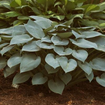 Hosta tard. 'Halcyon' 19 cm