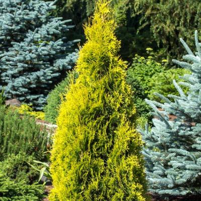Thuja o. 'Jantar' #6
