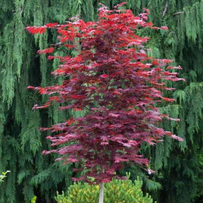 Acer x pseudo. 'Alpenglow' #24