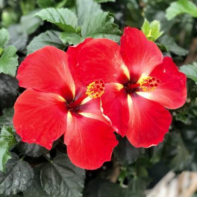 Hibiscus 10" Braid