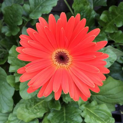 Gerbera jamesonii 6"