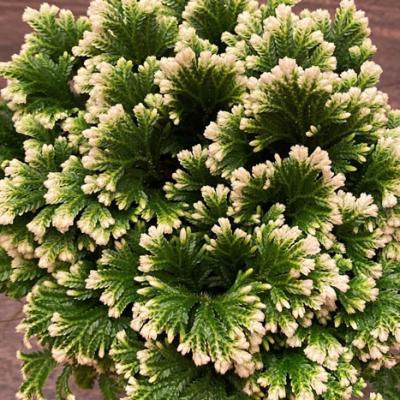 Fern 'Frosty Christmas' 2.5"