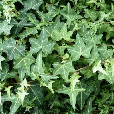 Hedera helix 3.5"