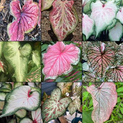 Caladium (Fancy & Strap Leaf) 6.5"