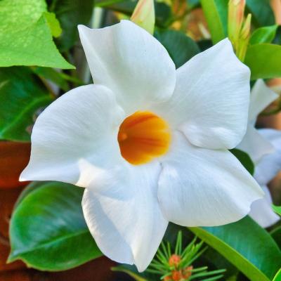 Mandevilla 'White' 21 cm Trellis