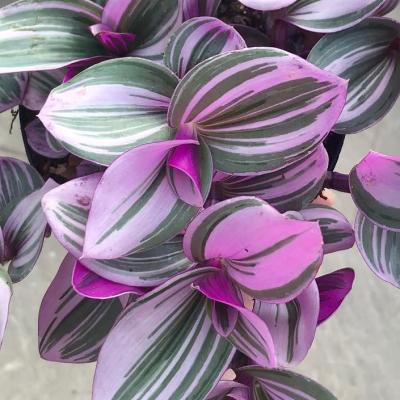 Tradescantia 'Nanouk' 5"