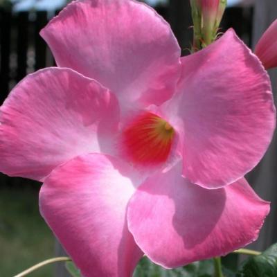 Mandevilla 'Alice Dupont' 21 cm Trellis