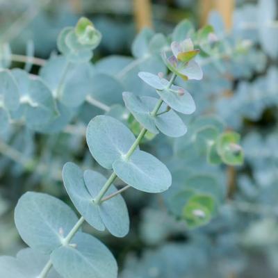 Eucalyptus 'Gunnii Glacier' 6"