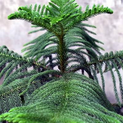 Araucaria excelsa 6"