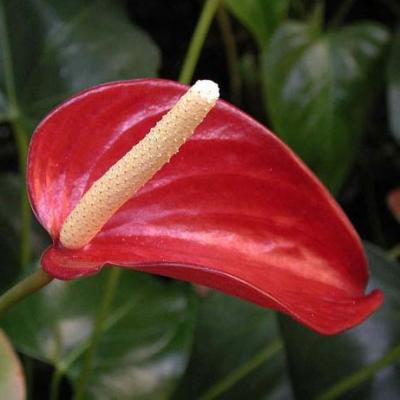 An image of Anthurium 6"