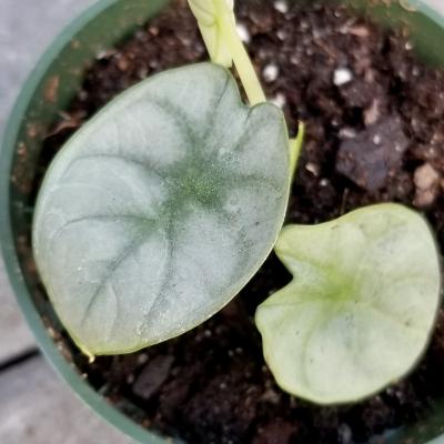 Alocasia 'Silver Dragon' 6"