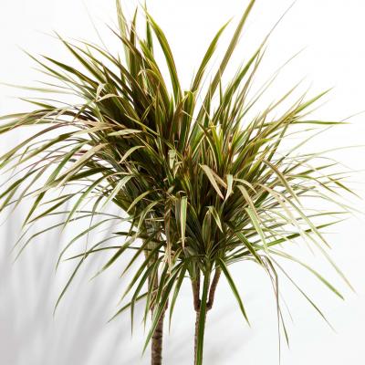 Dracaena m. 'Bicolor' 6"